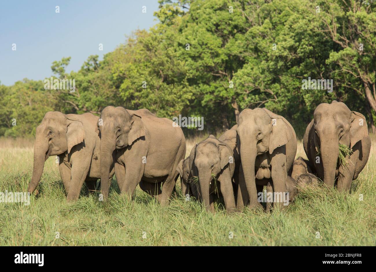 Éléphant asiatique (Elepha maxima), troupeau se nourrissant de l'herbe, avec des veaux gardés au milieu. Parc national Jim Corbett, Inde. Banque D'Images