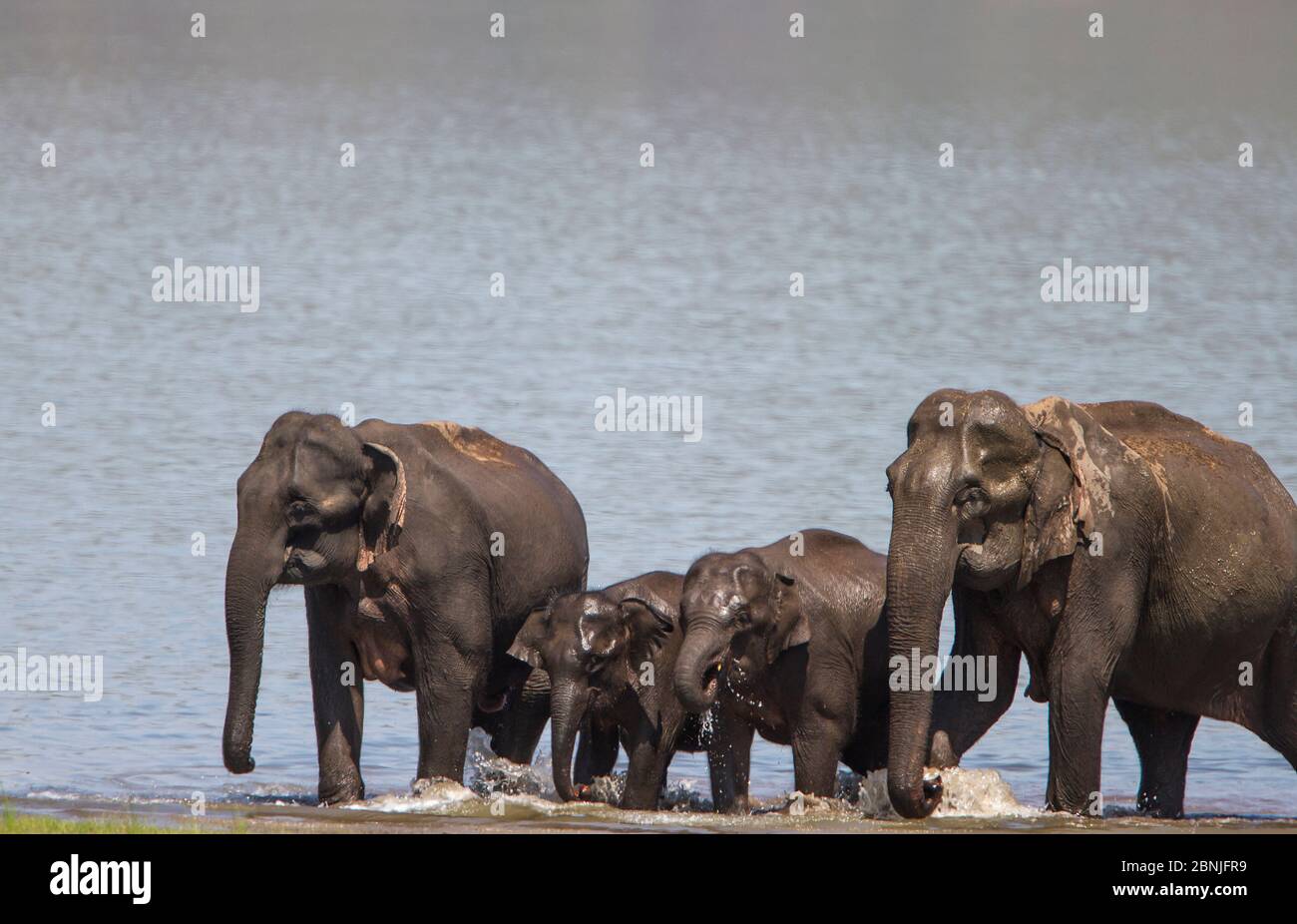 Éléphant asiatique (Elepha maximus), famille sortant du lac après avoir bu et se baigner. Parc national Jim Corbett, Inde. Banque D'Images