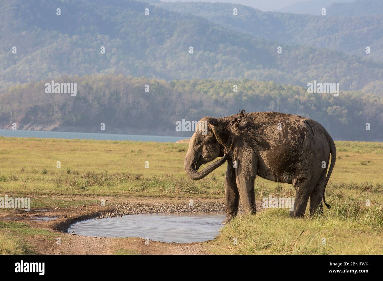 Éléphant asiatique (Elepha maximus), femelle se refroidissant par pulvérisation d'eau. Parc national Jim Corbett, Inde. Banque D'Images