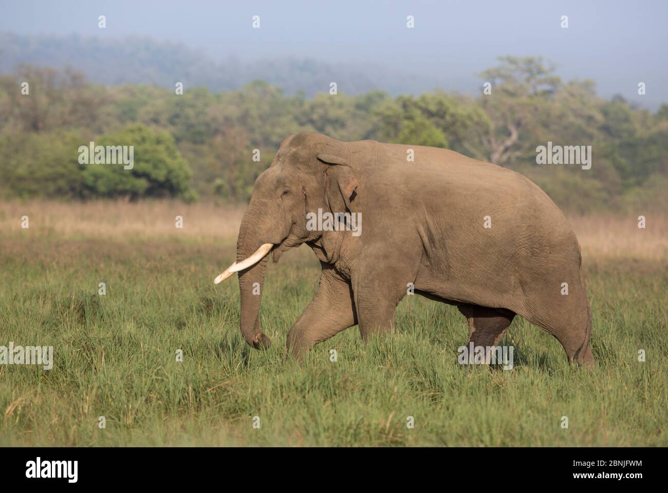 Éléphant asiatique (Elepha maxima), mâle avec sécrétion musquée de la glande temporelle près de l'oreille visible. Parc national Jim Corbett, Inde. Banque D'Images