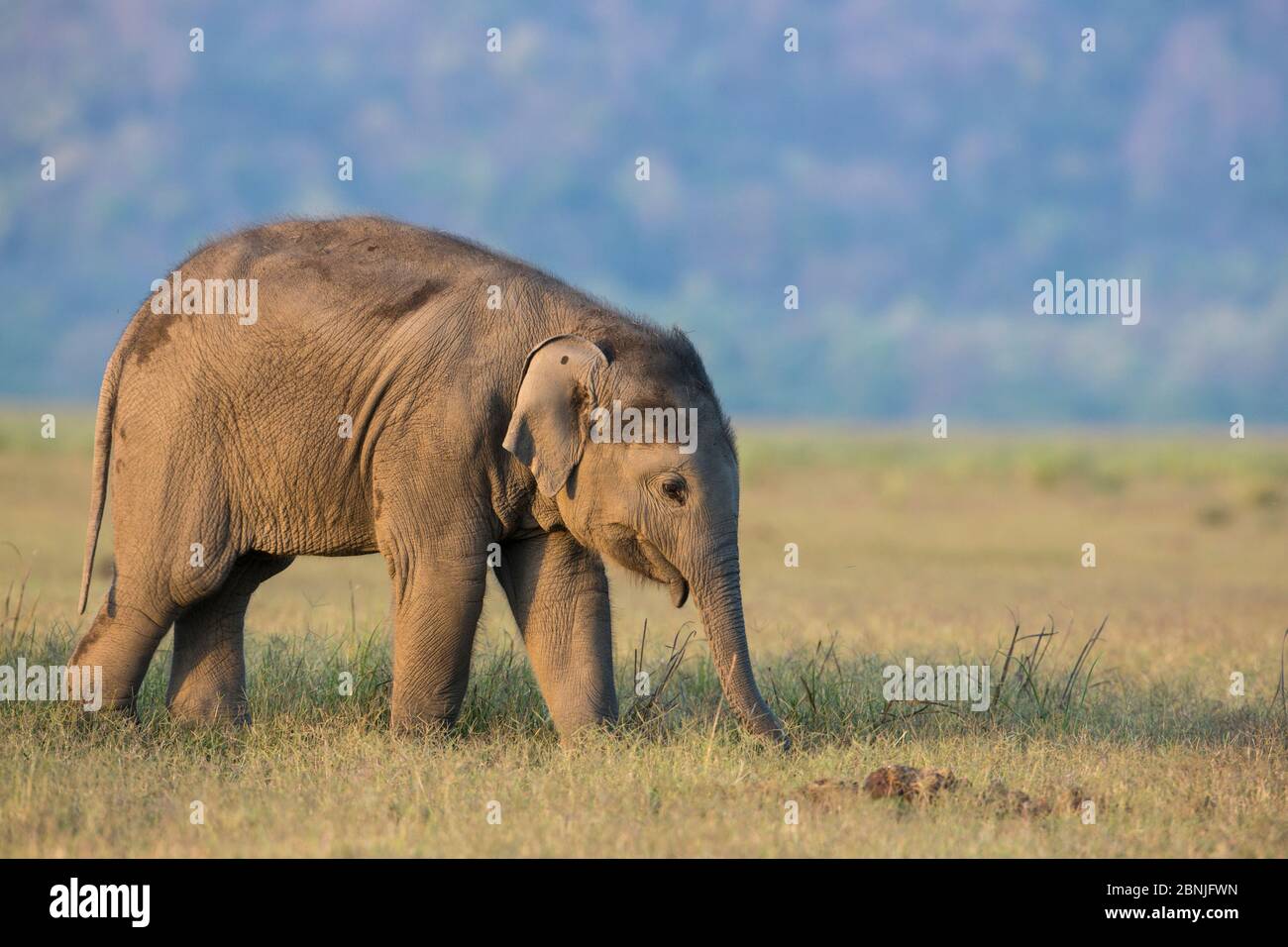 Éléphant asiatique (Elepha maxima), jeune veau se nourrissant de l'herbe, parc national Jim Corbett, Inde. Banque D'Images