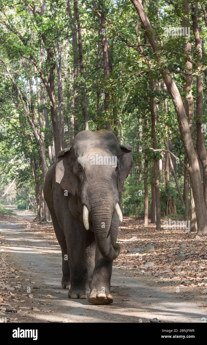 Éléphant asiatique (Elepha maximus), mâle traversant la forêt d'arbres de Sal. Parc national Jim Corbett, Inde. Banque D'Images