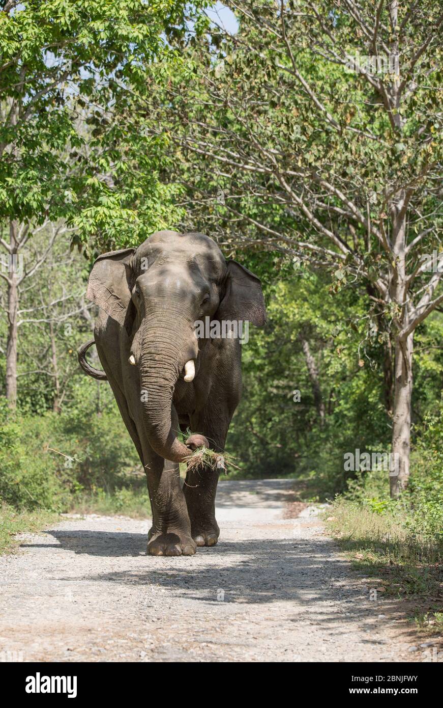 Éléphant asiatique (Elepha maximus), mâle traversant la forêt d'arbres de Sal. Parc national Jim Corbett, Inde. Banque D'Images