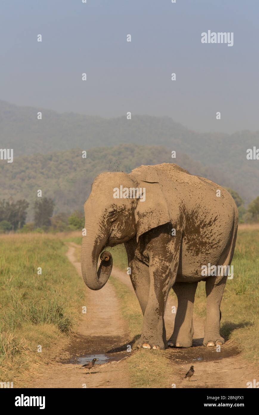 Éléphant asiatique (Elepha maximus), une femelle se rafraîchi en vaporisant de l'eau depuis la flaque de la route. Parc national Jim Corbett, Inde. Banque D'Images