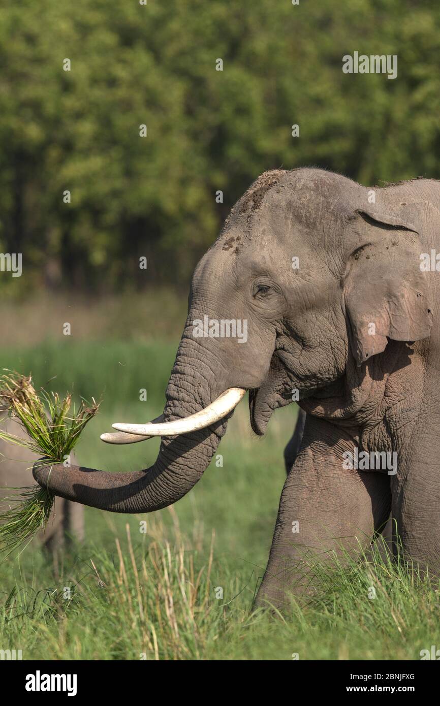 Éléphant asiatique (Elepha maxima) mâle se nourrissant sur l'herbe. Parc national Jim Corbett, Inde. Banque D'Images