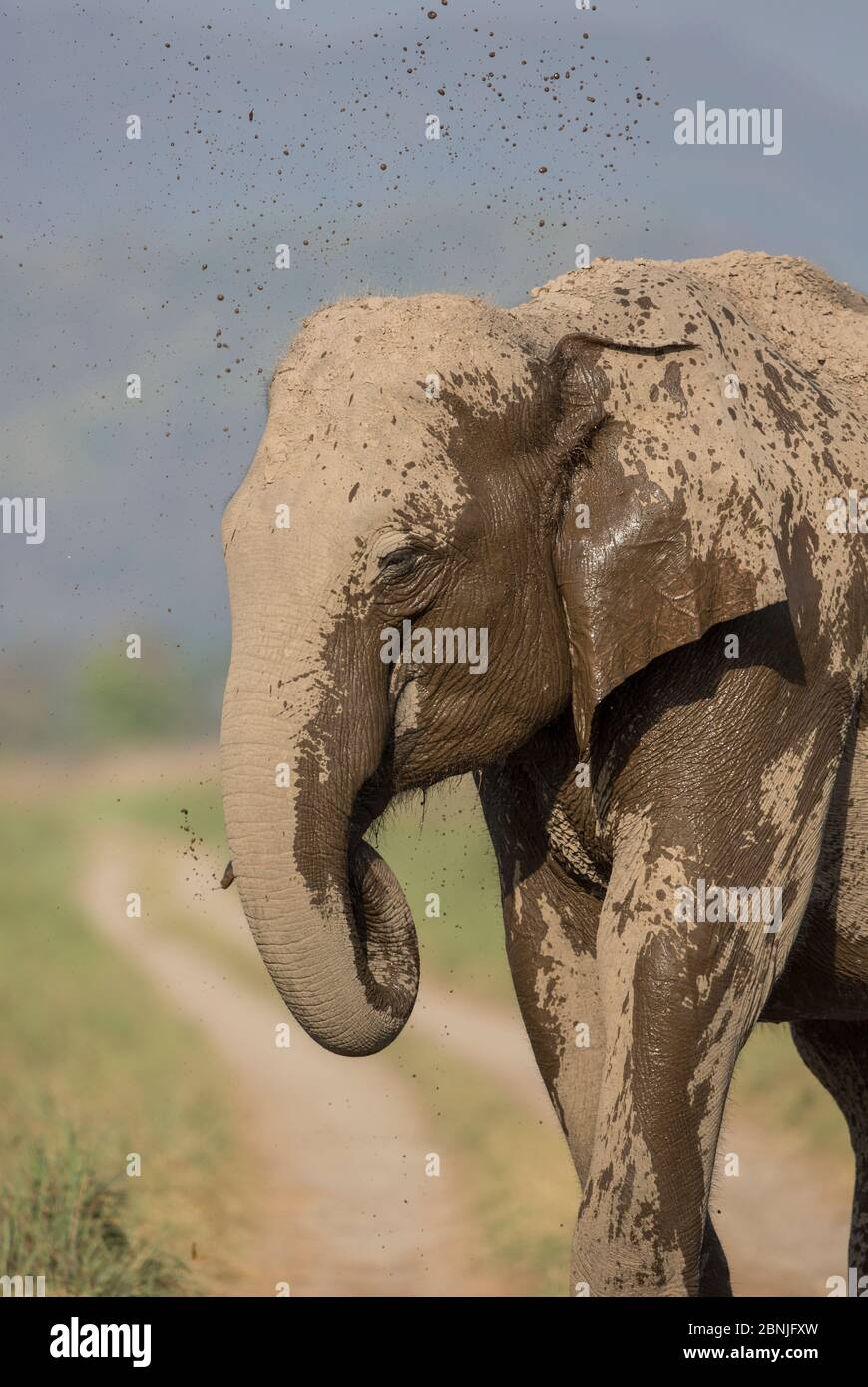 Éléphant asiatique (Elepha maximus), une femelle se rafraîchi en vaporisant de l'eau depuis la flaque de la route. Parc national Jim Corbett, Inde. Banque D'Images