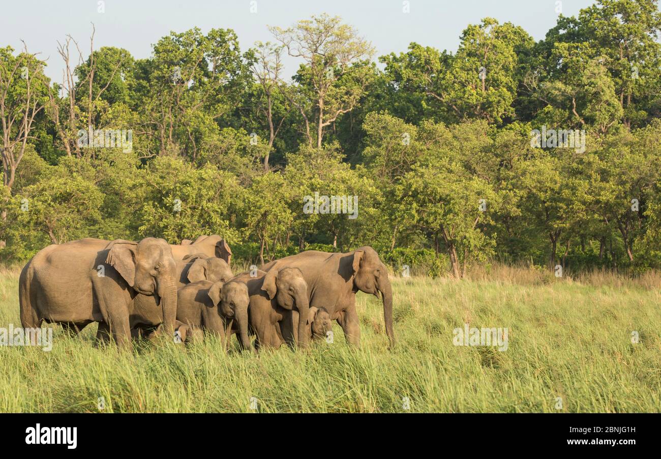 Éléphant asiatique (Elepha maxima), matriarche menant entendu de la forêt vers les prairies. Parc national Jim Corbett, Inde. Banque D'Images