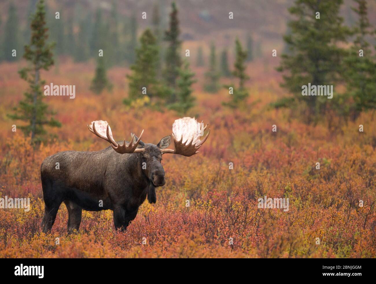 Moose Bull (Alces alces) marchant dans le défrichement forestier, Parc national Denali, Alaska, États-Unis, septembre Banque D'Images