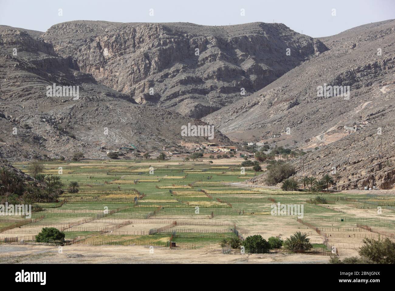 Comme Sayh, de l'agriculture sur le plateau de la montagne, de l'Oman, avril Banque D'Images