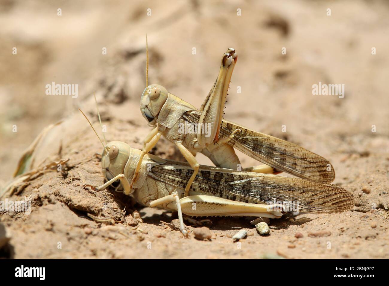 Accouplement par paire de criquets pèlerins (Schistocerca gregaria), août, Oman Banque D'Images