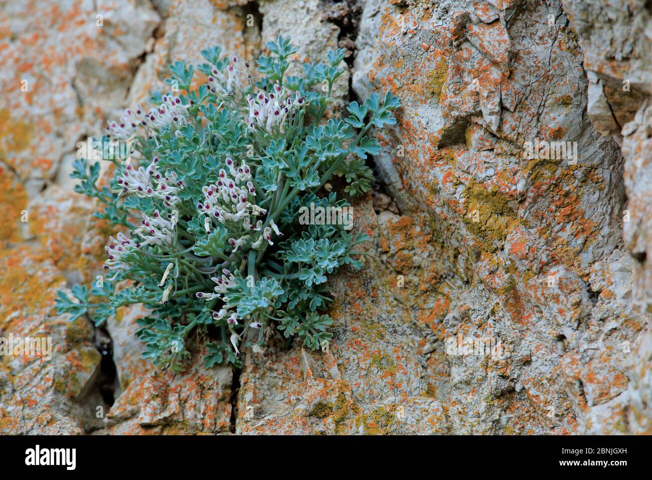 Rupicapnos africana subsp. Decipiens, croissant en roches, Parc naturel de la Sierra de Grazalema, sud de l'Espagne, mai. Espèces en voie de disparition. Banque D'Images