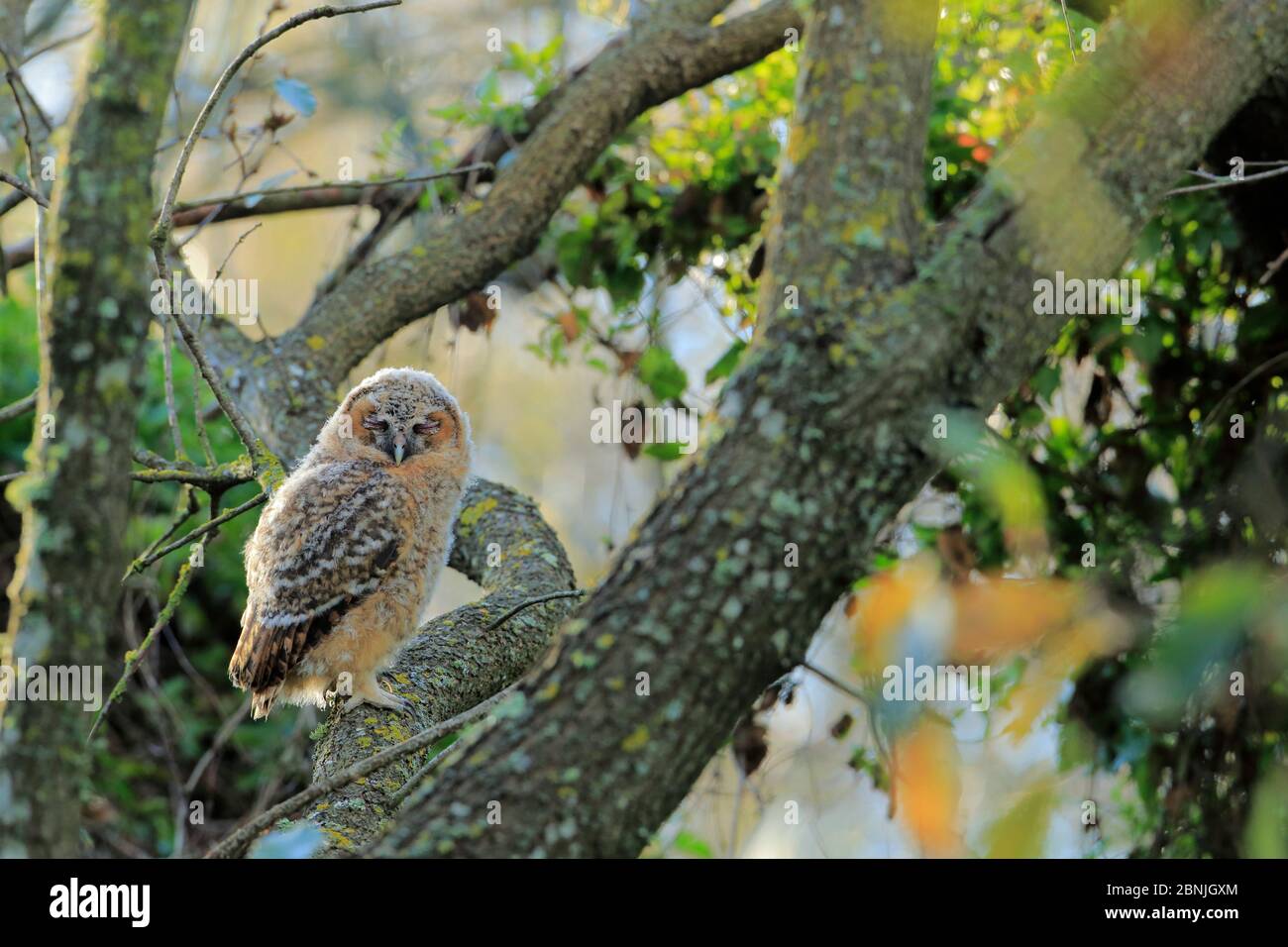 Tuwny Owl (Strix aluco) juvénile, Prado del rey, Cadix, Espagne, avril. Banque D'Images