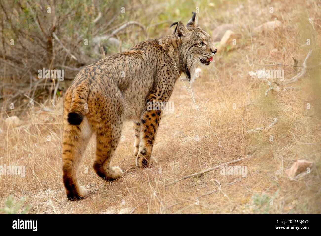 Lynx ibérique (Lynx pardinus) Parc naturel de la Sierra de Andujar, Espagne. Décembre. Banque D'Images