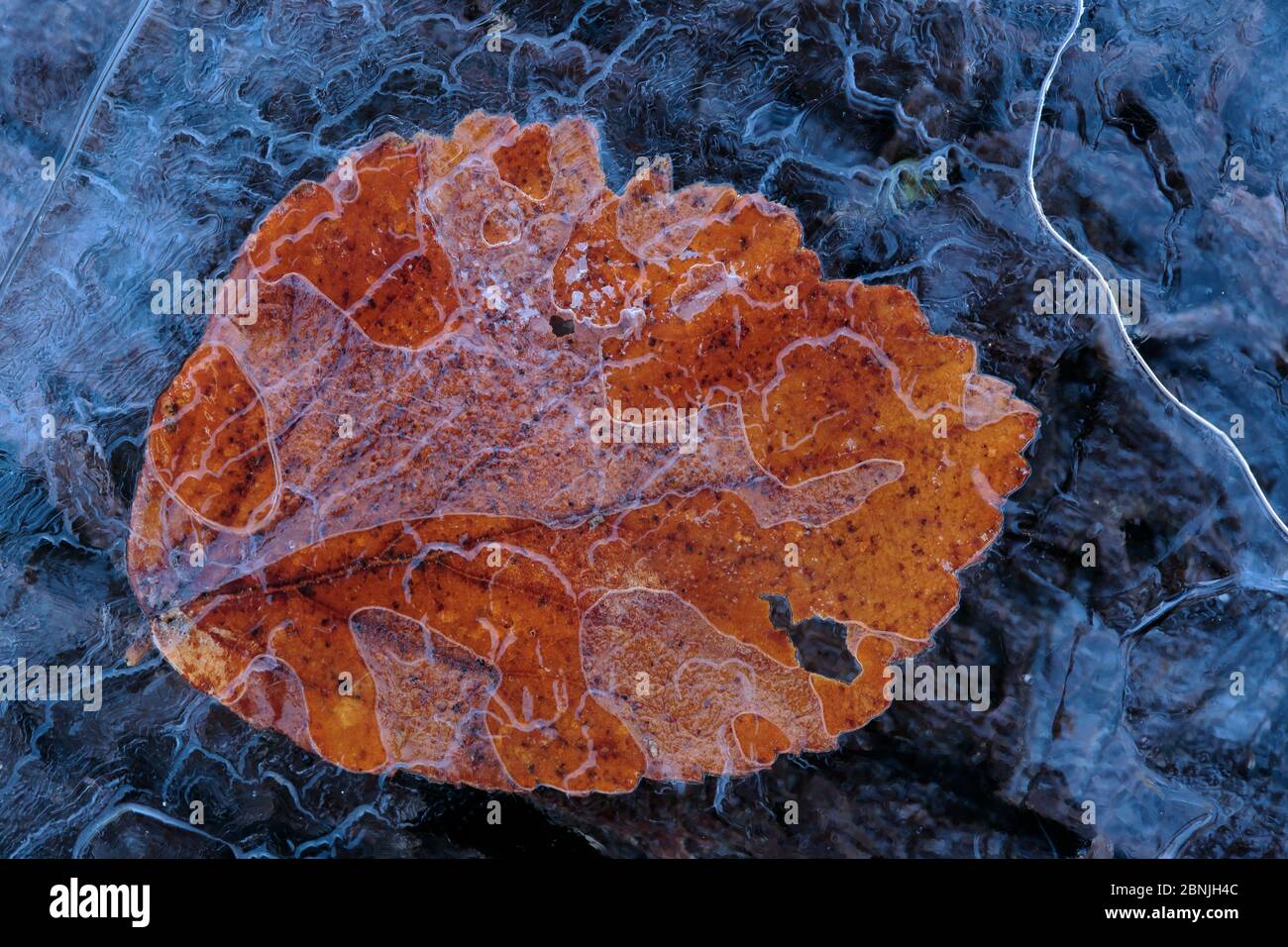 Feuille de mûre d'Elmleaf (Rubus ulmifolius) dans la glace, Parc naturel de la Sierra de Grazalema, sud de l'Espagne, février. Banque D'Images