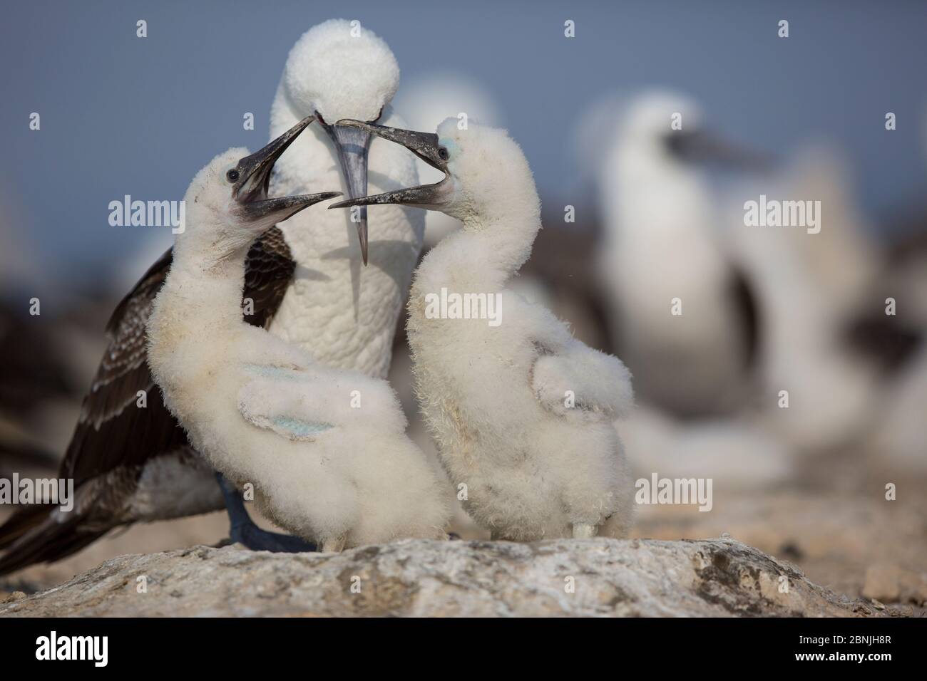 Bubby péruvien (Sula variegata) poussins luttant au nid, île de guano de Pescadores, Pérou Banque D'Images