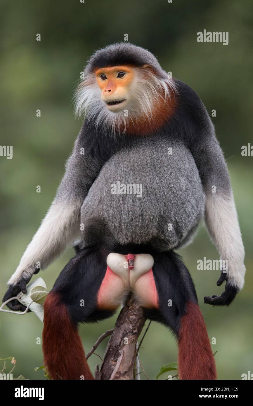 Douc langur (Pygathrix nemaeus) adulte, portrait debout masculin, Vietnam Banque D'Images