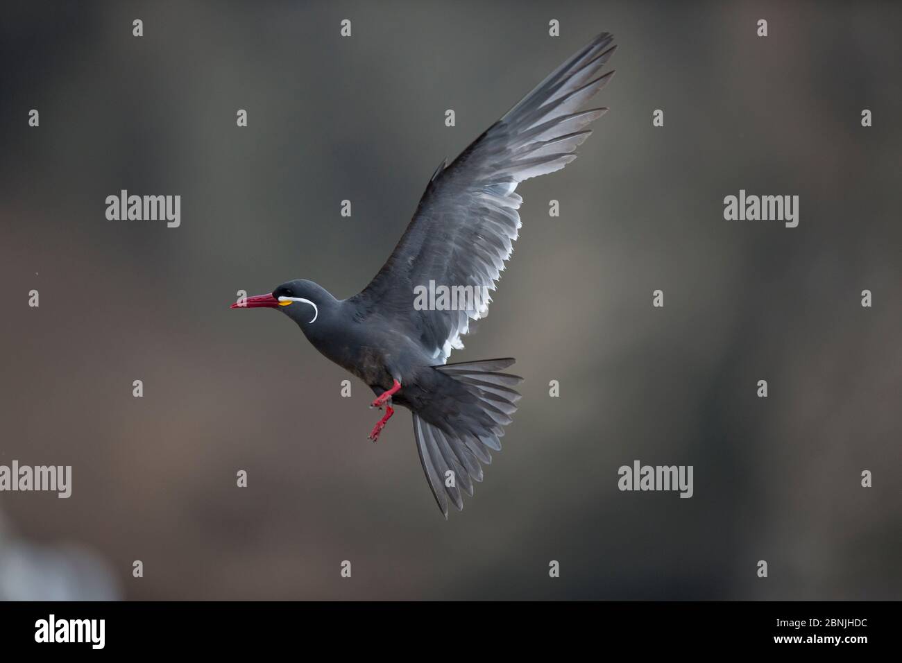 Inca tern (Larosterna inca) en vol, île de guano Pescadores, Pérou Banque D'Images