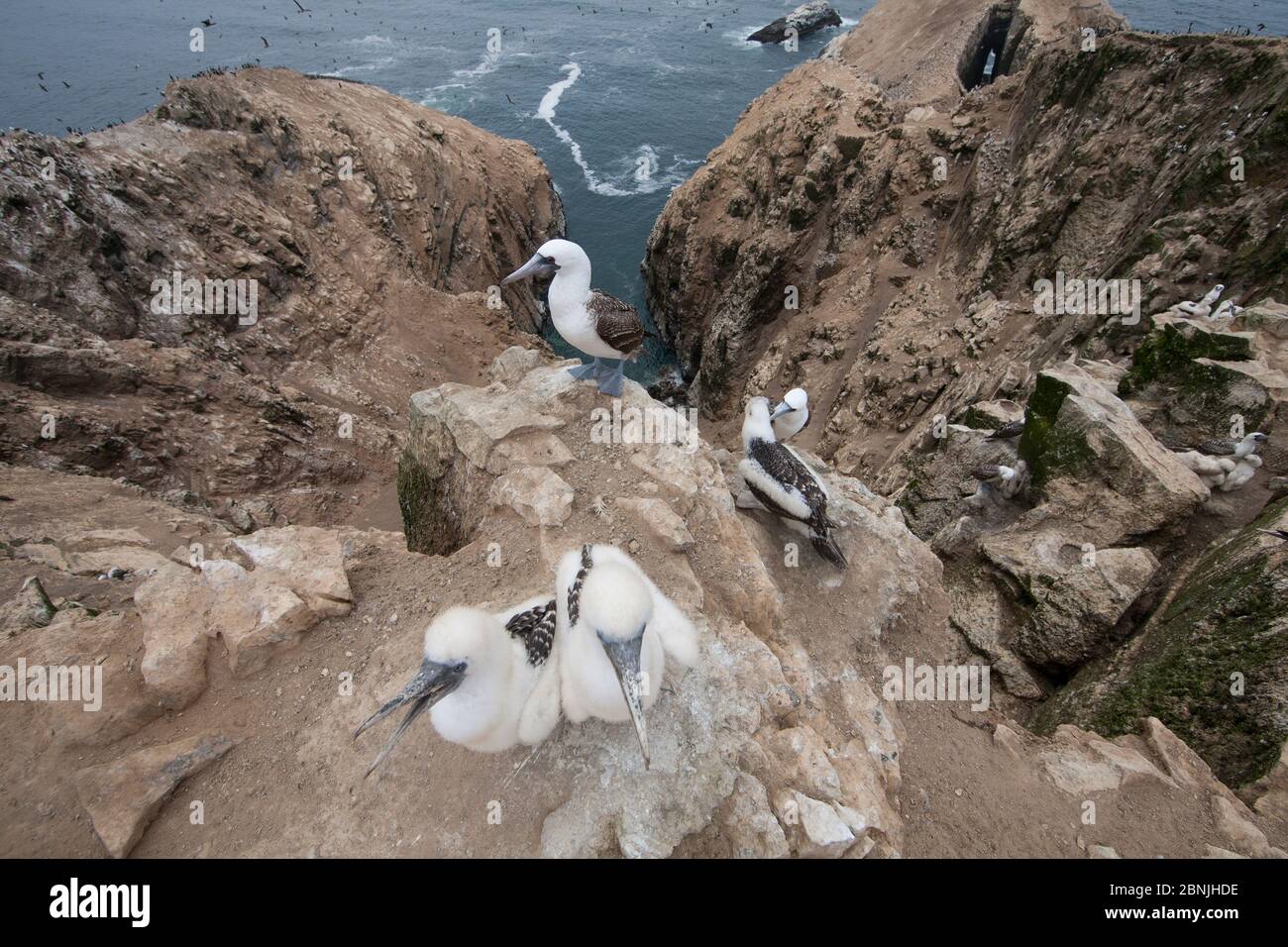 Huard péruvien (Sula variegata) adulte au nid avec des poussins au bord de la falaise, île de Guano, Pescadores, Pérou Banque D'Images
