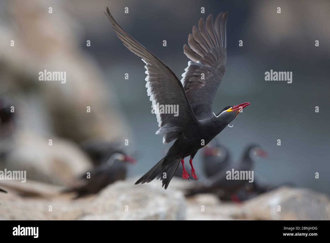 Inca tern (Larosterna inca) décollage de l'île de guano Pescadores, Pérou Banque D'Images