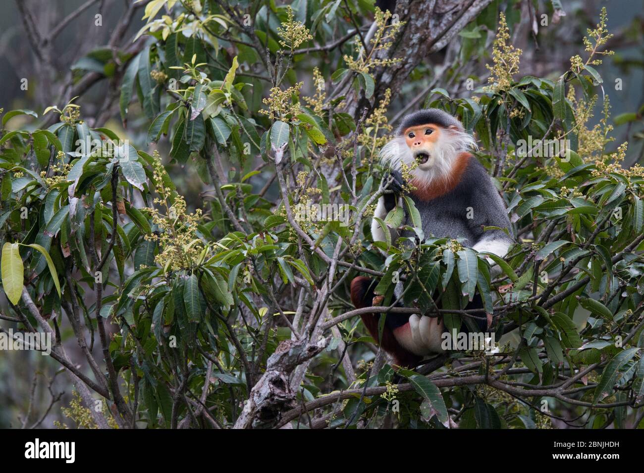 Douc langur (Pygathrix nemaeus) adulte mâle à la langoule rouge, se nourrissant de fleurs dans la canopée, Vietnam Banque D'Images