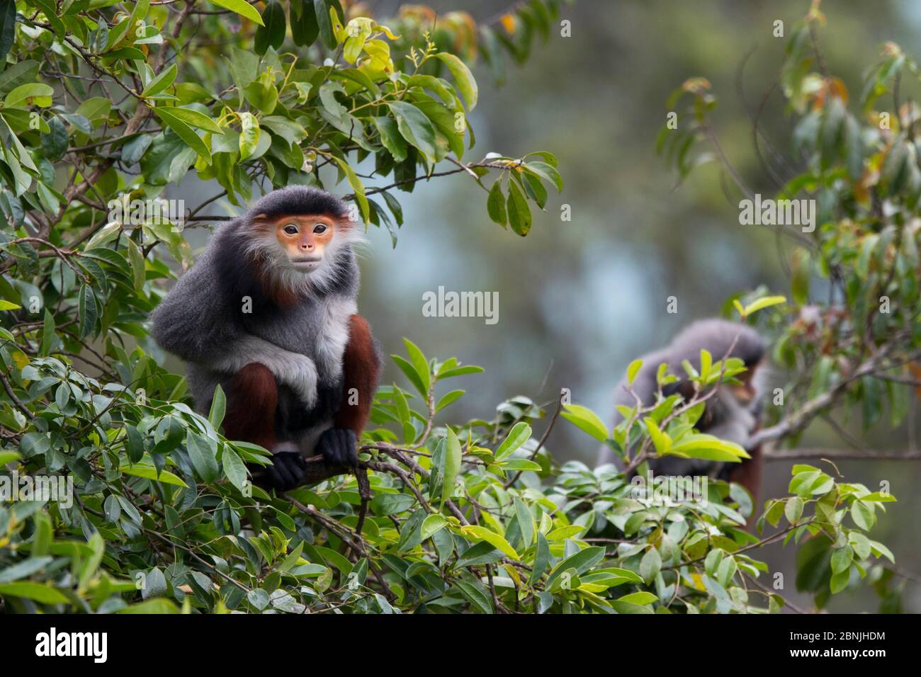 Langur (Pygathrix nemaeus) adulte femelle à la voûte, Vietnam Banque D'Images