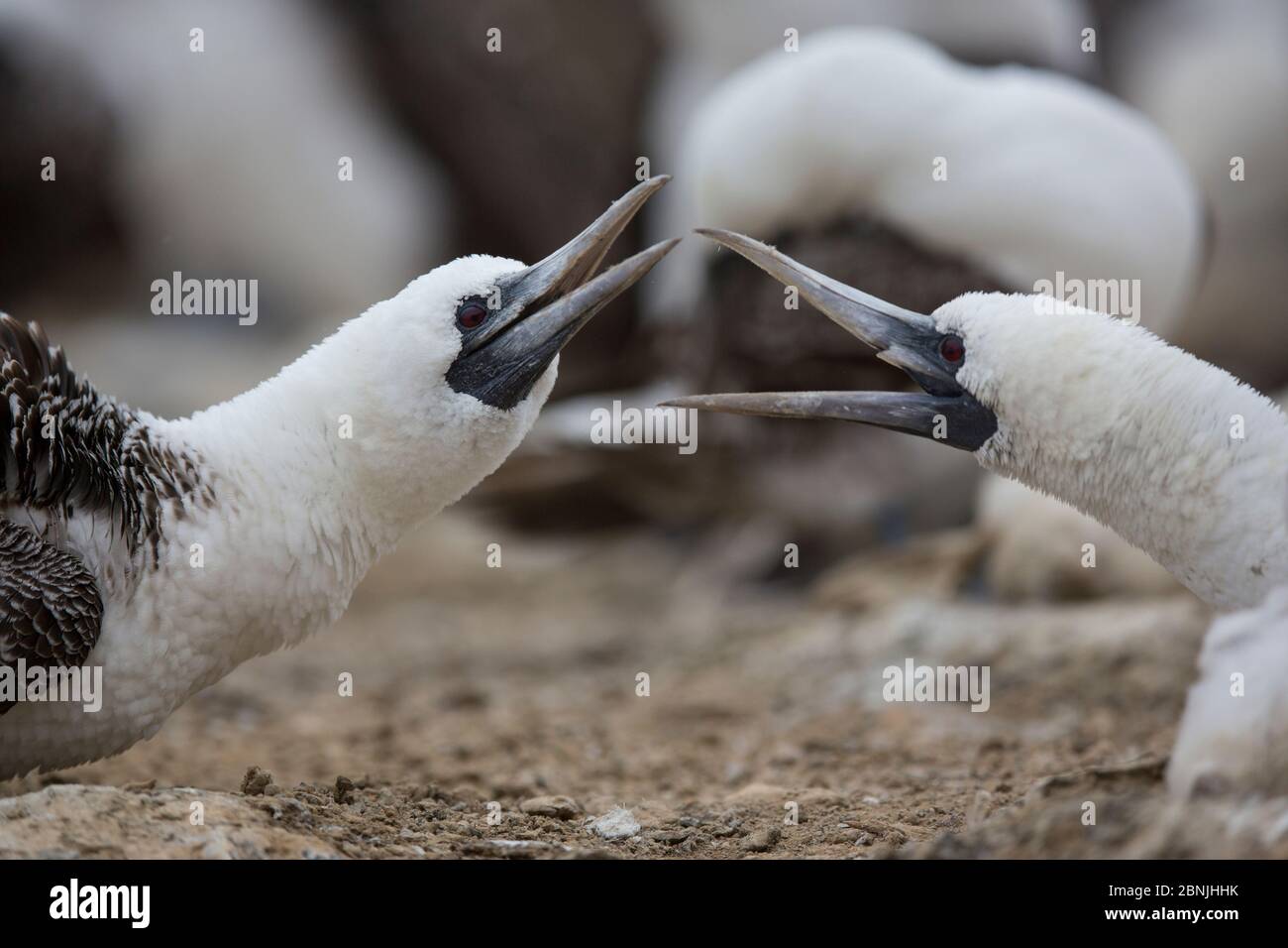 Le bobby péruvien (Sula variegata) lutte entre deux adultes dans leurs nids, île de guano, Pescadores, Pérou Banque D'Images