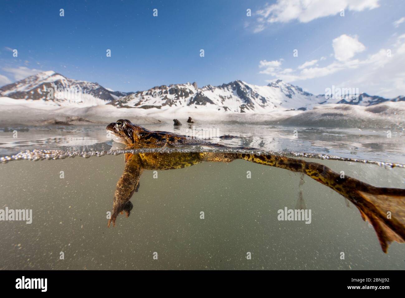 Grenouille rousse (Rana temporaria) duplex vue d'une grenouille dans l'étang en saison de reproduction dans les Alpes, France, juin.. Banque D'Images
