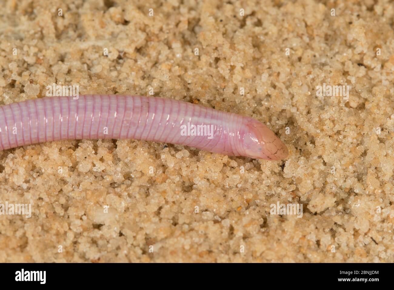 Florida worm lizard (Rhineura floridana) Floride, États-Unis, février. Banque D'Images
