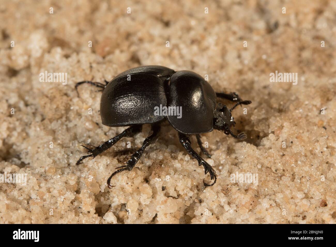 Scrarab scarabée (Mycotrupes gaigei) Rainbow Springs, comté de Marion, Floride, États-Unis, janvier. Banque D'Images