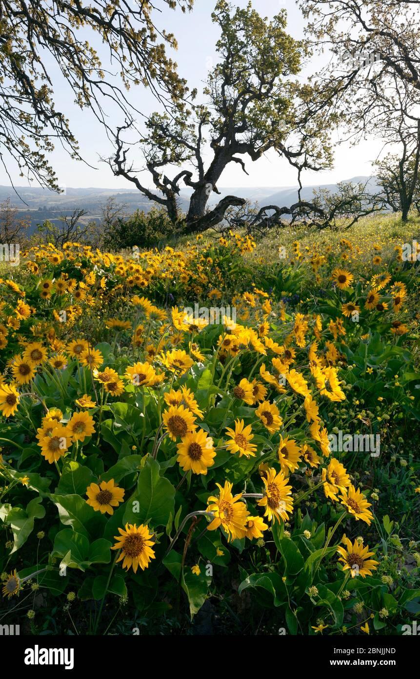 Balsamroot à feuilles d'arrowleaf (Balsamorhiza sagittata) en fleur, près de Rowena Crest dans la réserve Tom McCall, sur l'historique Highway 30, Oregon, États-Unis. Avril 2016. Banque D'Images