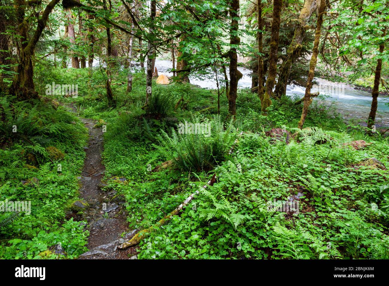 Forêt sur le sentier Enchanted Valley Trail sur la rivière Quinault, Washington, États-Unis. Mai 2016. Banque D'Images