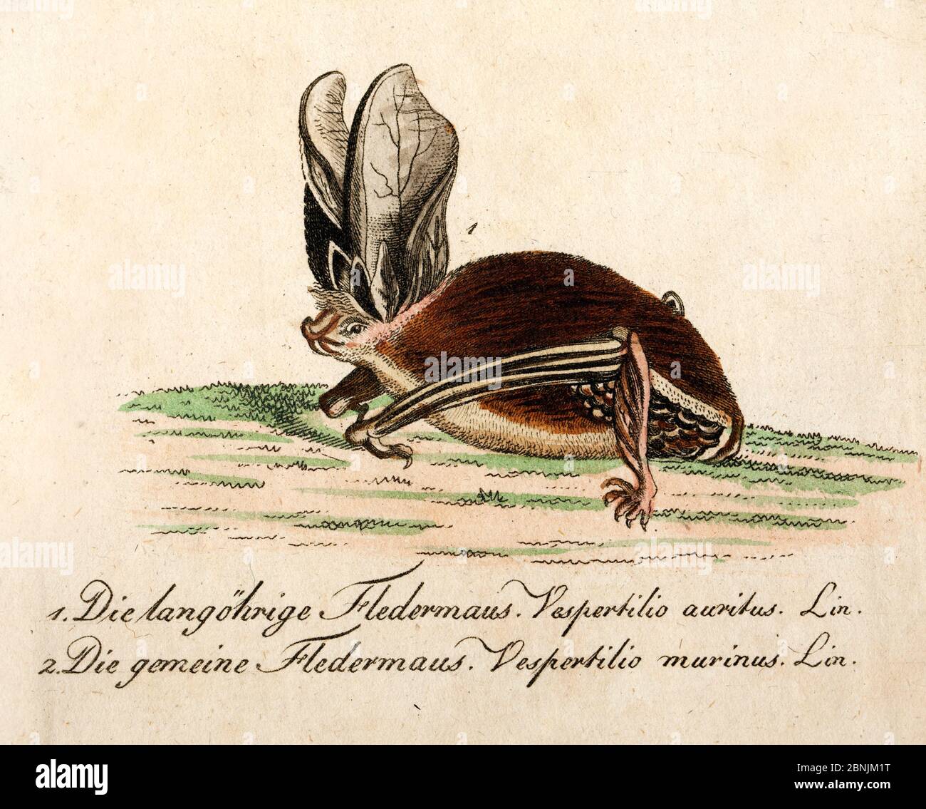 Chauve-souris à longues oreilles (Plecotus sp.) de couleur originale, de Bechstein 'Getreue Abbildungen Naturarischer', 1796. Banque D'Images