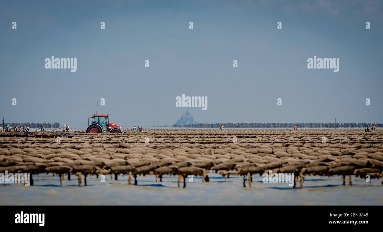 Parc à huîtres dans la baie de Cancale, près du Mont Saint-Michel, mondialement connu Banque D'Images