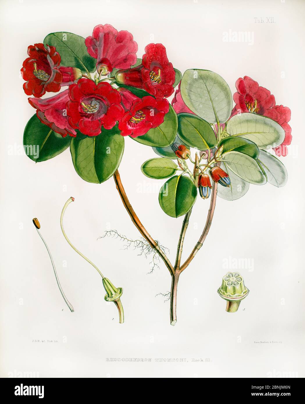 Illustration de 'Rhododendron thomsonii', découverte et nommée par Joseph Hooker lui-même. Plaque 12 dans J. D. Hooker, 'Rhododendrons des Sikkim-Himal Banque D'Images