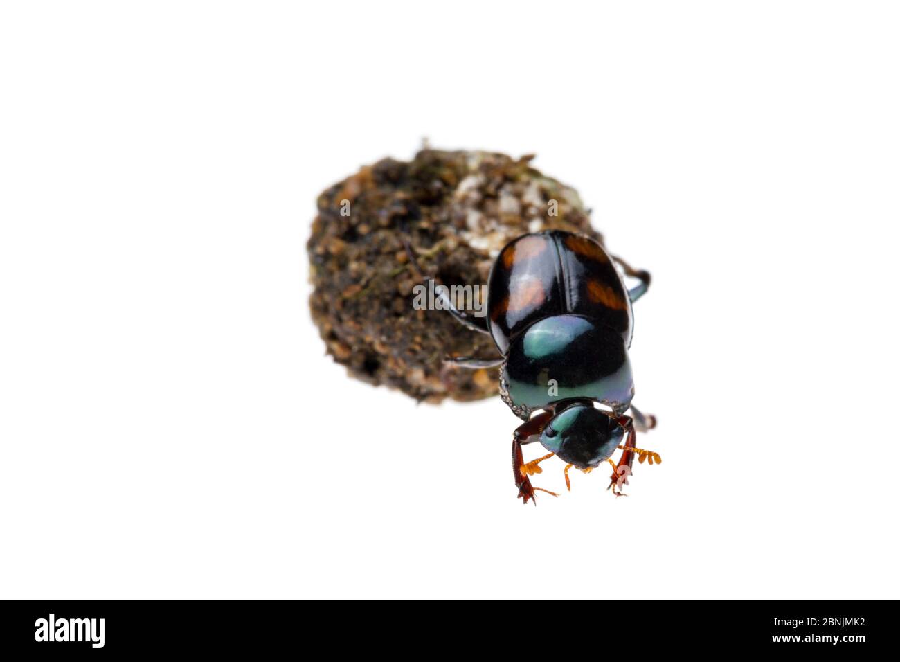 Dung scarabée (Canthon quadriguttatus) roulant une boule de dung fraîche sur laquelle elle se nourrira au cours des prochains jours. Station biologique de Jatun Sacha, Napo Provi Banque D'Images