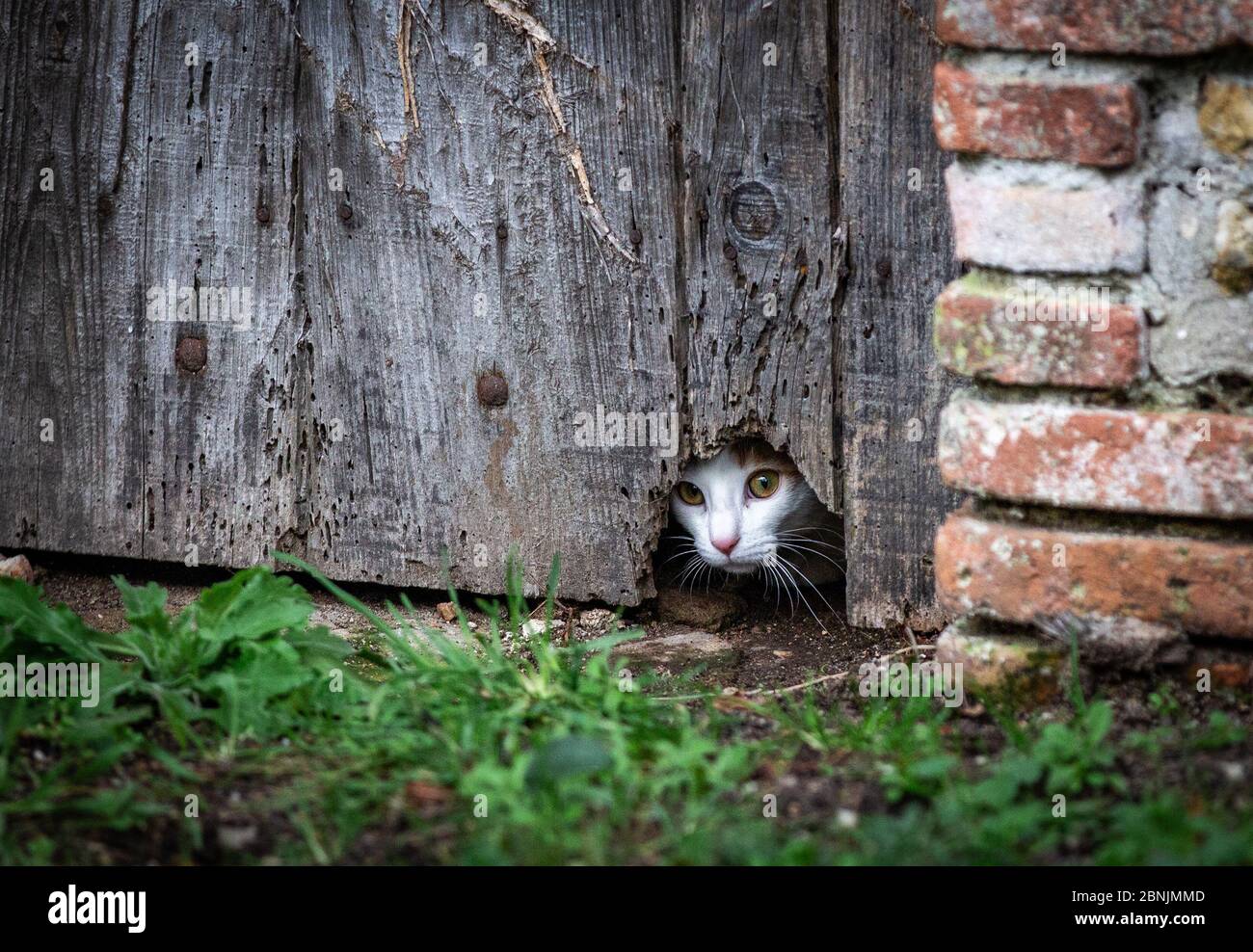 Un beau chat, mais effrayé, s'est attaqué derrière une porte et a regardé qui va venir Banque D'Images