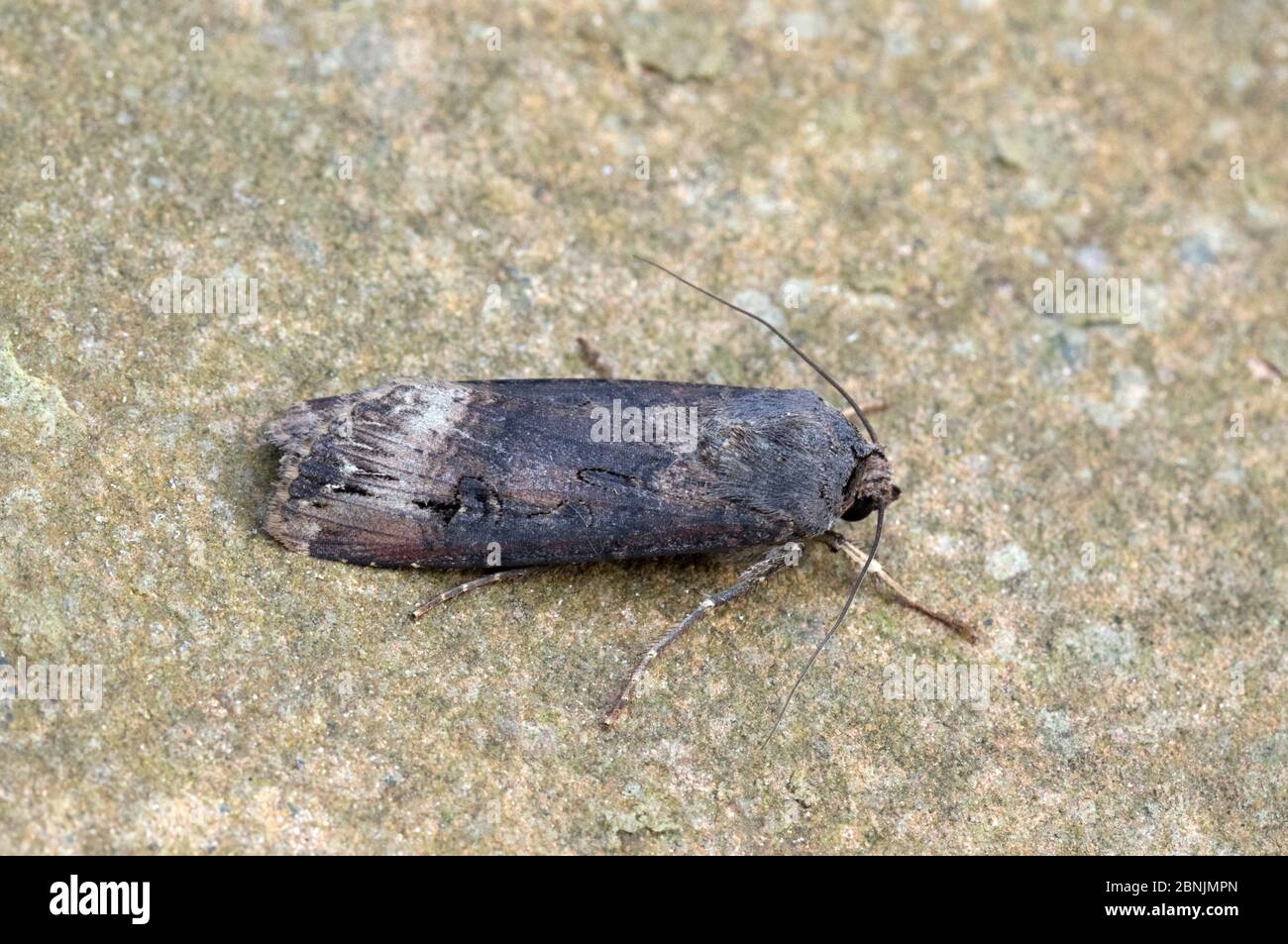 Profil de l'armote d'herbe (Agrotis ipsilon), Wiltshire, Royaume-Uni août Banque D'Images
