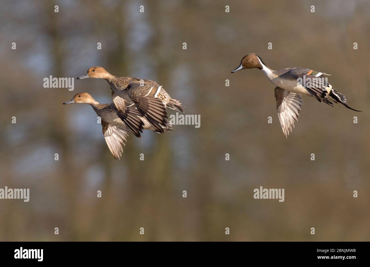 Queue de costole (Aas acuta) mâle et deux femelles en vol, Gloucestershire, Royaume-Uni janvier Banque D'Images