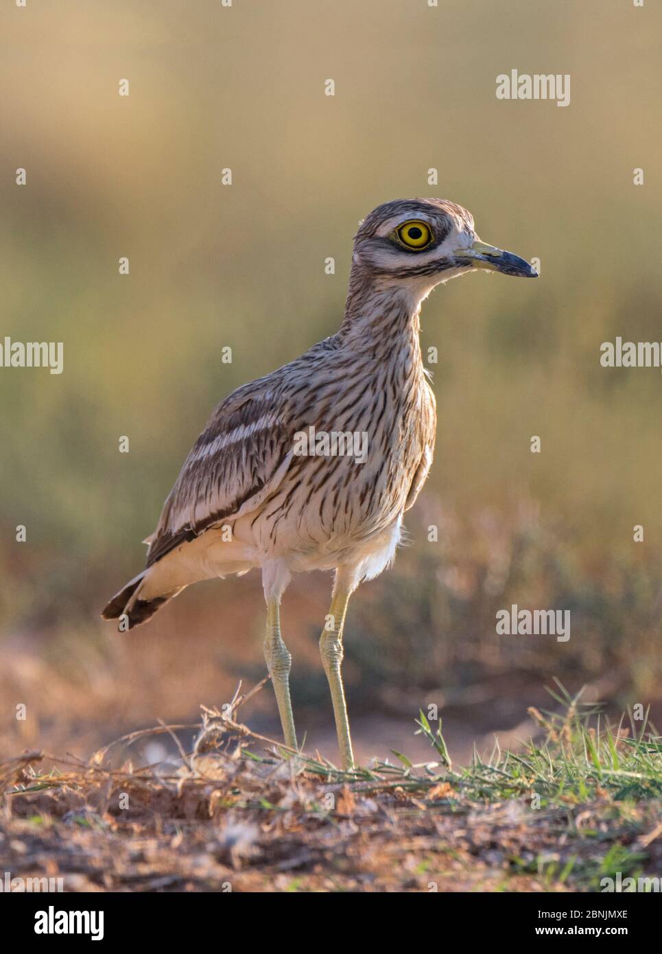 Pierre-courli (Burhinus oedicnemus) Espagne juillet Banque D'Images