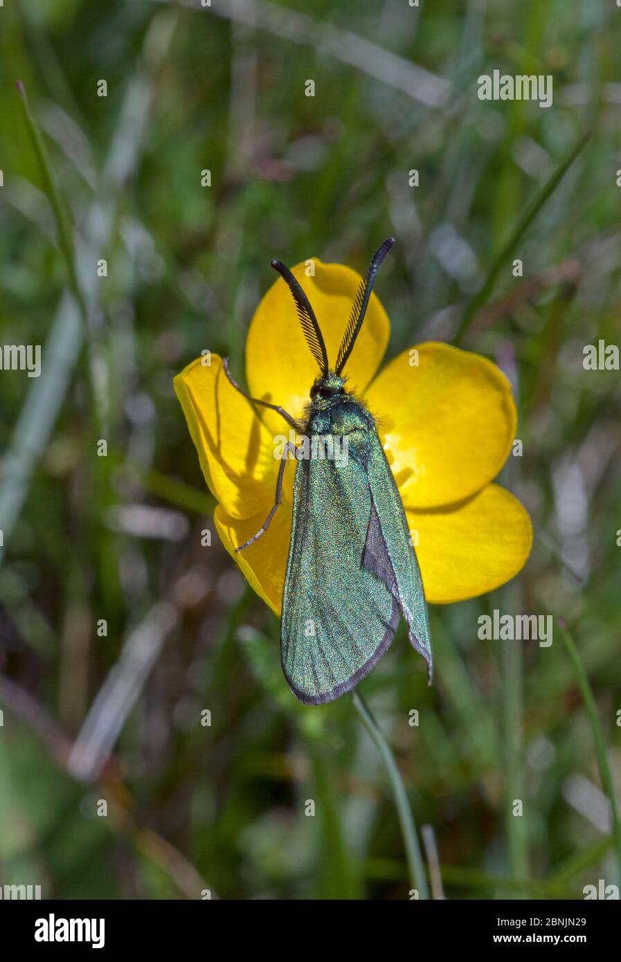 Papillon des Forester (Adscita statices) sur la fleur, Wiltshire, Royaume-Uni Mai Banque D'Images