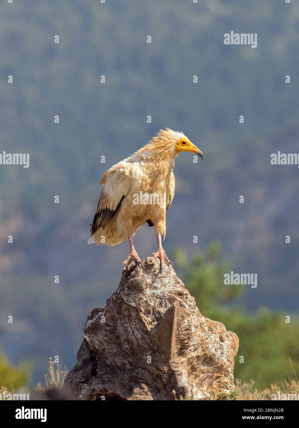 Vautour égyptien (Neophron percnopterus) perchée sur le rocher, Pyrénées, Espagne juillet Banque D'Images