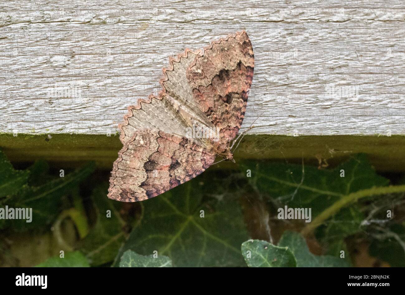 Tissue Moth (Triphosa dubitata) Wiltshire, Royaume-Uni septembre Banque D'Images