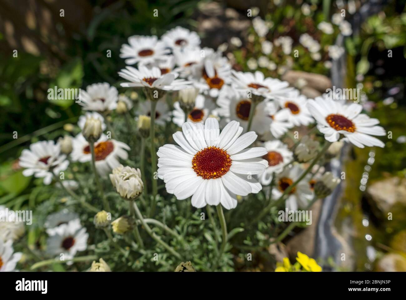 Gros plan de Rhodanthemum 'yeux africains' marguerites marocaines pâquerettes fleurs blanches fleur au printemps Angleterre Royaume-Uni Grande-Bretagne Banque D'Images