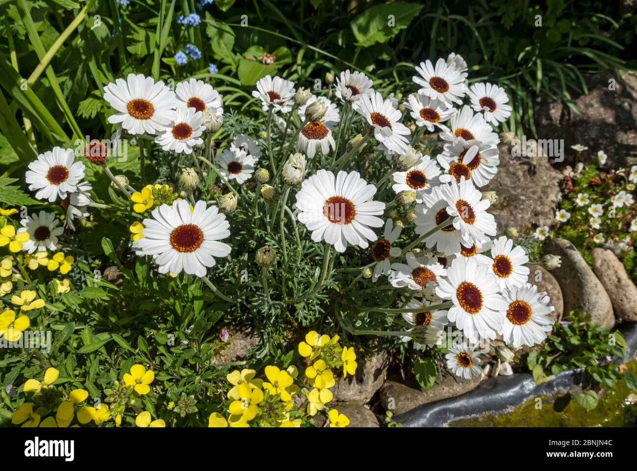 Gros plan de Rhodanthemum 'yeux africains' marguerites marocaines pâquerettes fleurs blanches fleur au printemps Angleterre Royaume-Uni Grande-Bretagne Banque D'Images