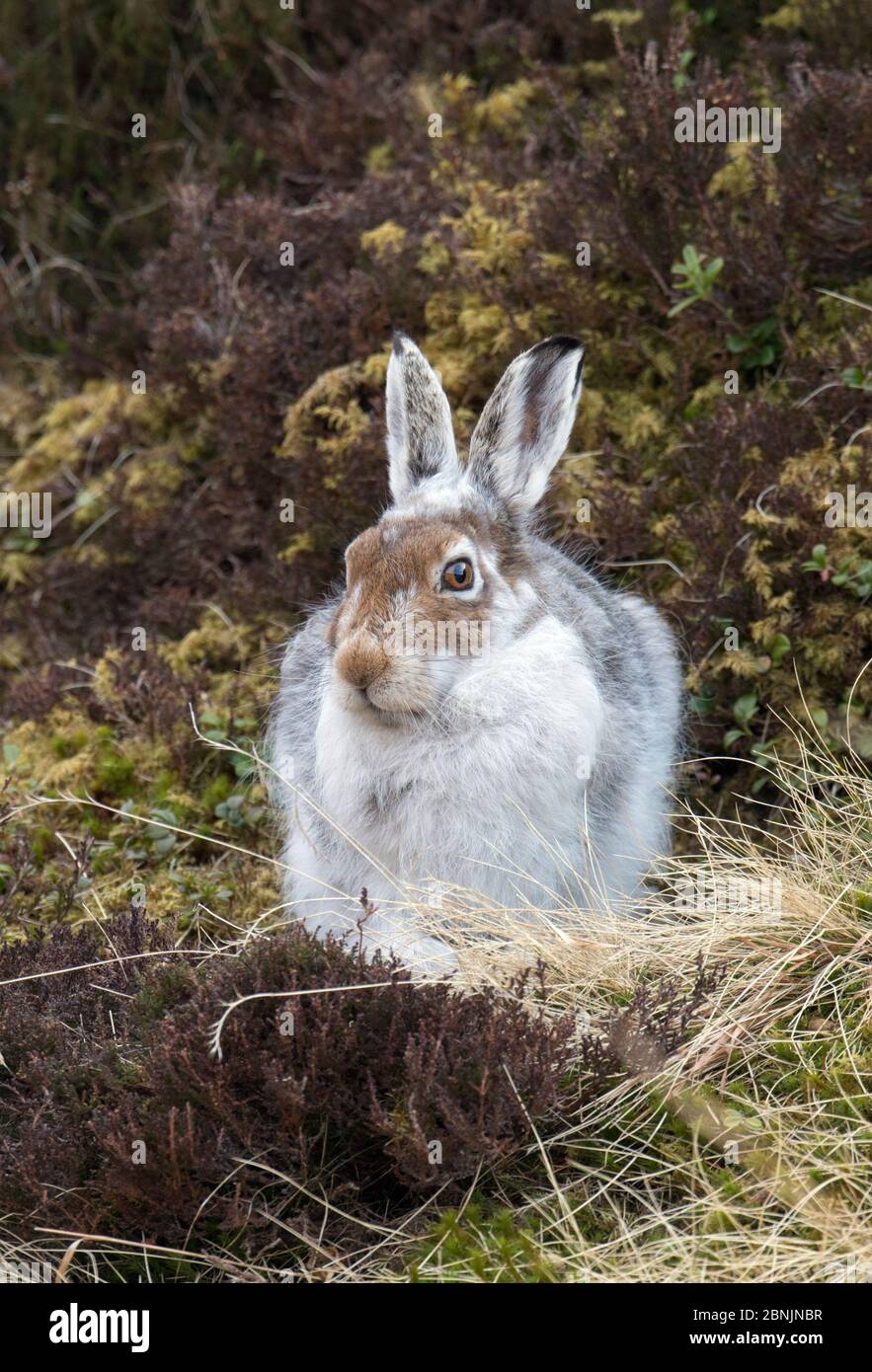 Lièvre (Lepus timidus) en manteau de printemps, Deeside, Écosse, avril Banque D'Images