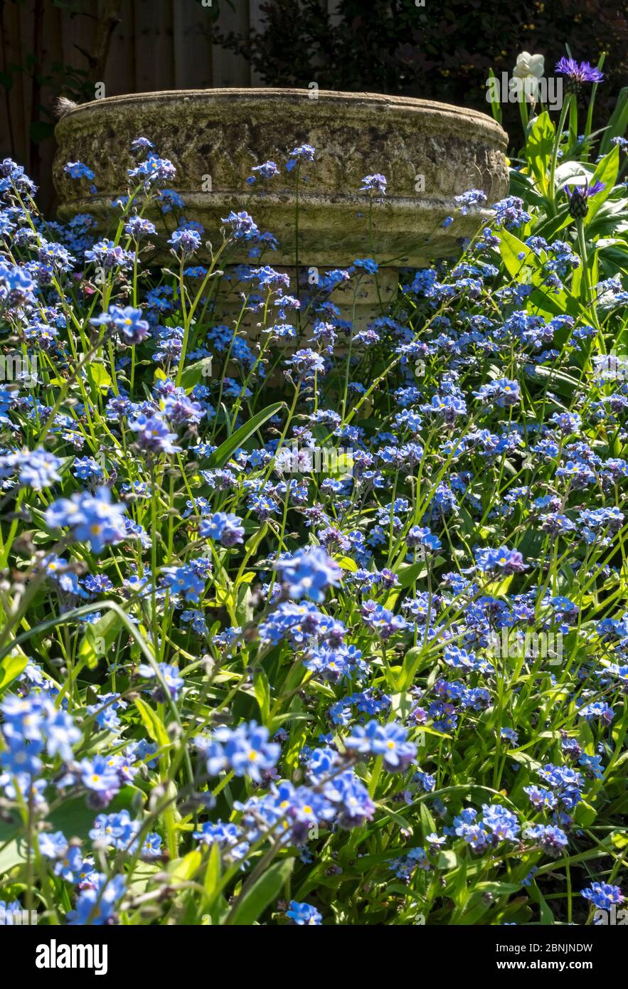 Gros plan de bleu oubliez-moi de ne pas fleurir fleurs fleuries au printemps Angleterre Royaume-Uni GB Grande-Bretagne Banque D'Images