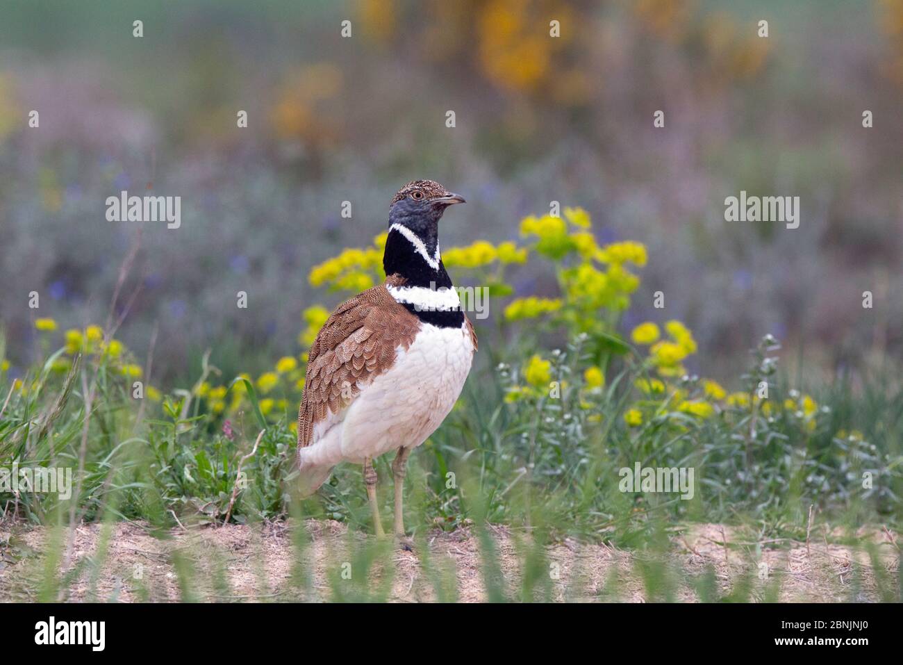 Petit butarde (Tetrax tétrax) mâle dans le plumage reproductrice, Catalogne, Espagne, avril Banque D'Images