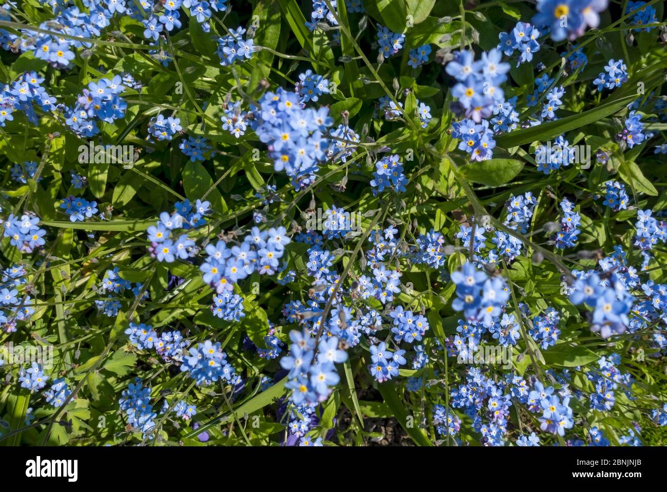 Gros plan de bleu Forget me pas fleur fleurs fleuries au printemps de l'Angleterre Royaume-Uni Grande-Bretagne Banque D'Images