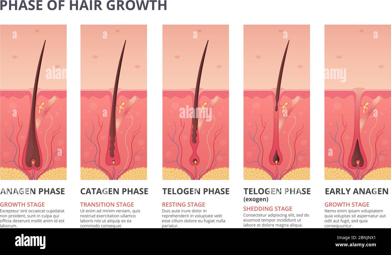 Infographie médicale sur le cycle de croissance des cheveux. Images vectorielles de la biologie humaine Illustration de Vecteur