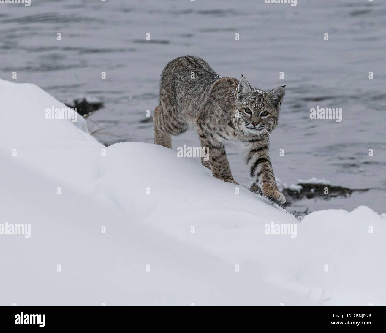 Bobcat (Lynx rufus) se déplaçant le long de la rive de la rivière dans la neige, parc national de Yellowstone, Montana, États-Unis. Janvier. Banque D'Images